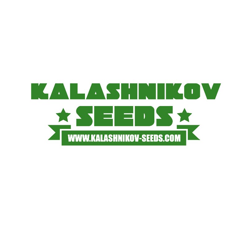 Kalashnikov Seeds White Critical Express Fast