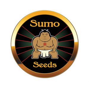 Sumo Seeds Dutch Old Afghani 3ks regular