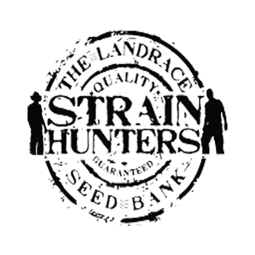 Strain Hunters Seeds Damnesia