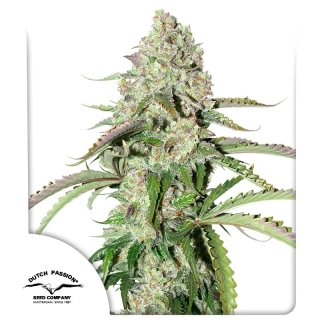 Dutch Passion AutoColorado Cookies