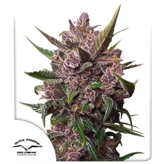 Dutch Passion AutoBlackberry Kush