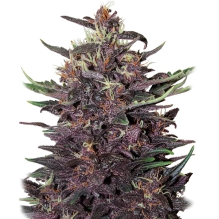 Buddha Seeds Buddha Purple Kush Auto fem.