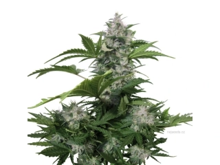 Buddha Seeds White Dwarf Auto