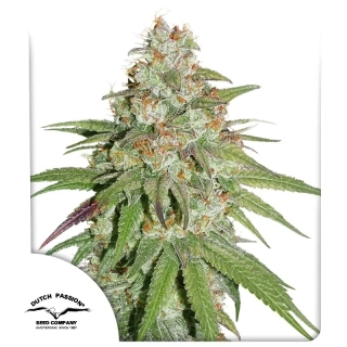 Dutch Passion Glueberry O.G.