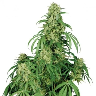 Buddha Seeds Calamity Jane Auto