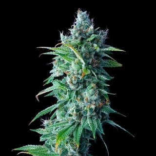 DNA Genetics 60 Day Lemon autoflowering