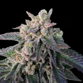 DNA Genetics Cannalope Haze