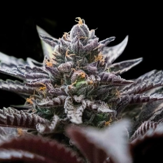 DNA Genetics Double Alien 18