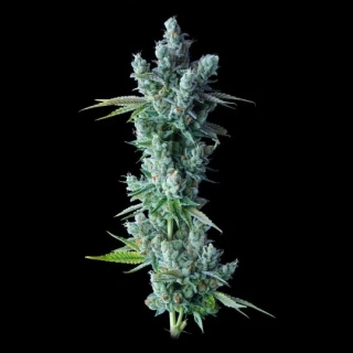 DNA Genetics El Fuego 18