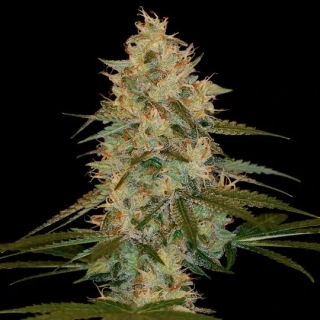 DNA Genetics Chocolope Kush