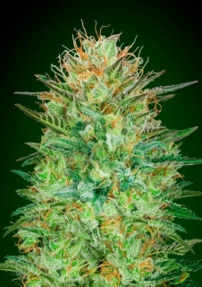 00 Seeds Auto Sweet Critical