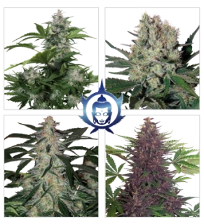 Buddha Seeds Automix Auto