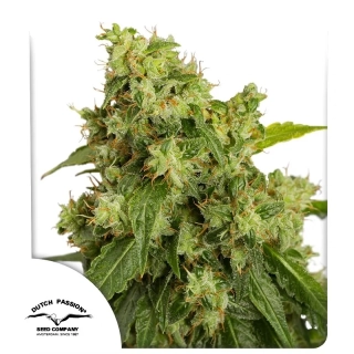 Dutch Passion AutoExtreme