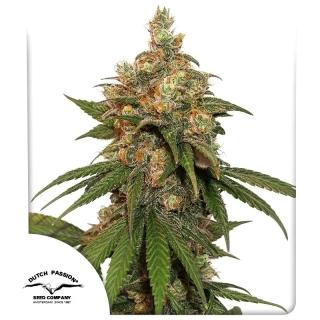 Dutch Passion HIFI 4G