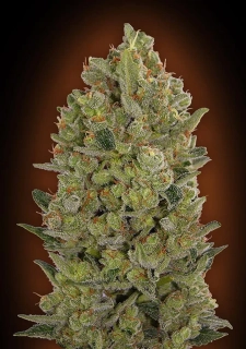 00 Seeds Cheese fem.