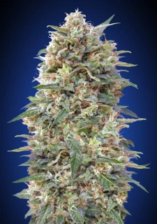 00 Seeds California Kush fem.