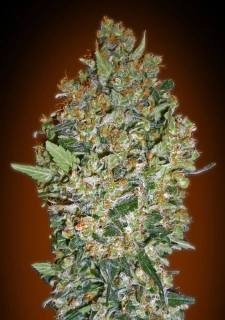 00 Seeds Cheeseberry fem.