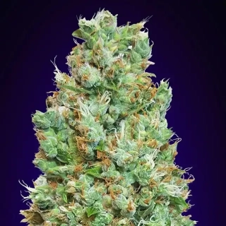 00 Seeds Auto Blueberry