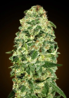 00 Seeds Auto California Kush