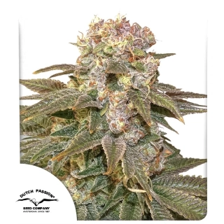 Dutch Passion C-Vibez