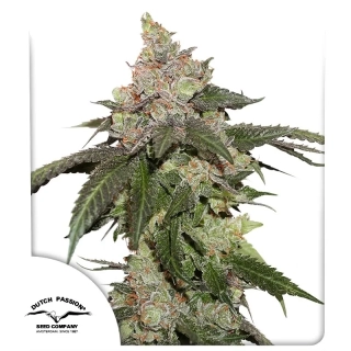 Dutch Passion Kerosene Krash