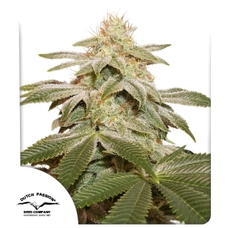 Dutch Passion Sugar Bomb Punch