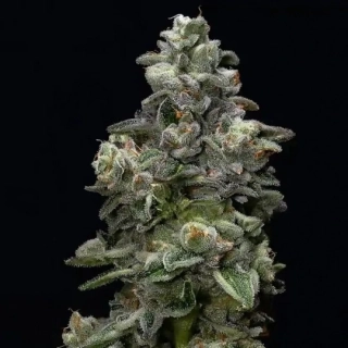 DNA Genetics Bakers Delight