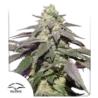 Dutch Passion AutoSkywalker Haze