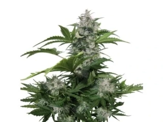 Buddha Seeds Zkitt Auto