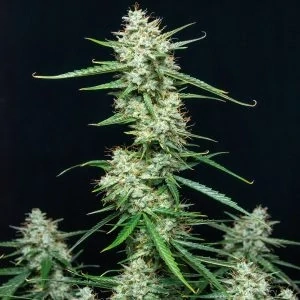 Buddha Seeds AK Auto