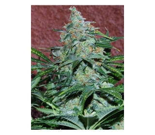 Buddha Seeds Amnesia Auto