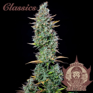 Buddha Seeds Critical Auto