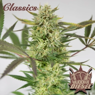 Buddha Seeds Diesel Auto