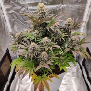 Buddha Seeds Cookie
