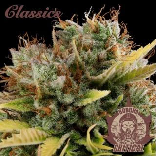 Buddha Seeds Critical
