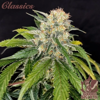 Buddha Seeds Skunk
