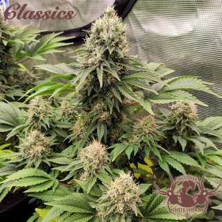 Buddha Seeds White Widow