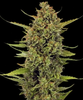Barney´s Farm Acapulco Gold