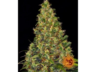 Barney´s Farm Amnesia Haze Auto