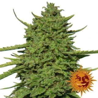 Barney´s Farm Amnesia Lemon