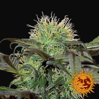 Barney´s Farm Bad Azz Kush