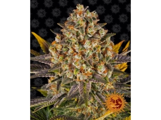 Barney´s Farm Banana Punch