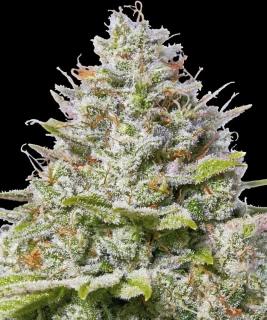 Barney´s Farm Blue Gelato 41