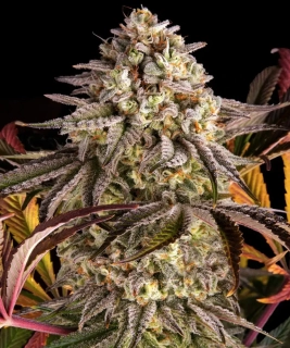 Barney´s Farm Blue Sunset Sherbert