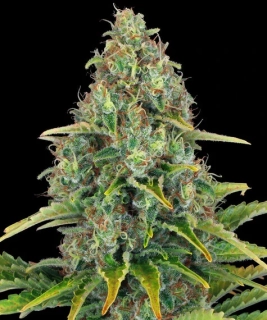 Barney´s Farm Blueberry Cheese