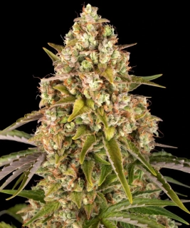 Barney´s Farm Critical Kush