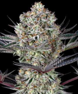 Barney´s Farm Dos Si Dos #33