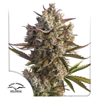 Dutch Passion AutoBlueberry