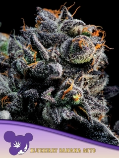 Anesia Seeds Auto Blueberry Banana