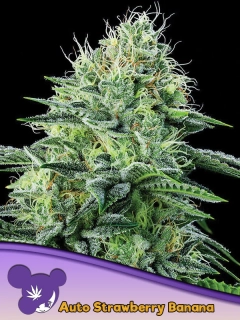 Anesia Seeds Auto Strawberry Banana